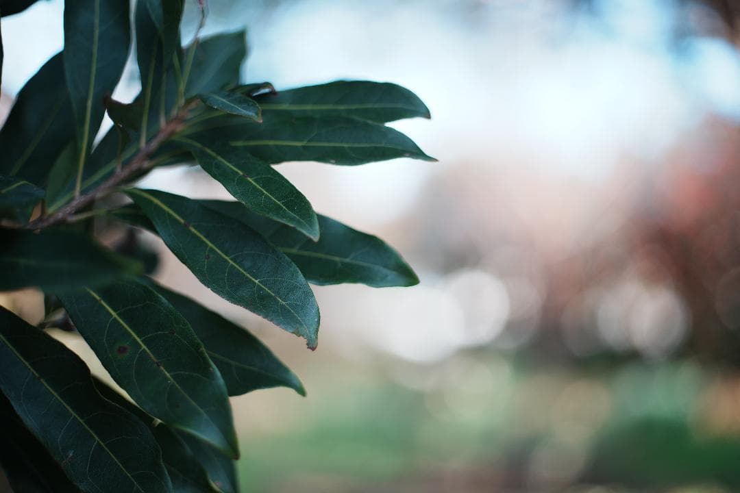 【この値段でライカ級】富岡光学製 XR RIKENON 50mm F2 040