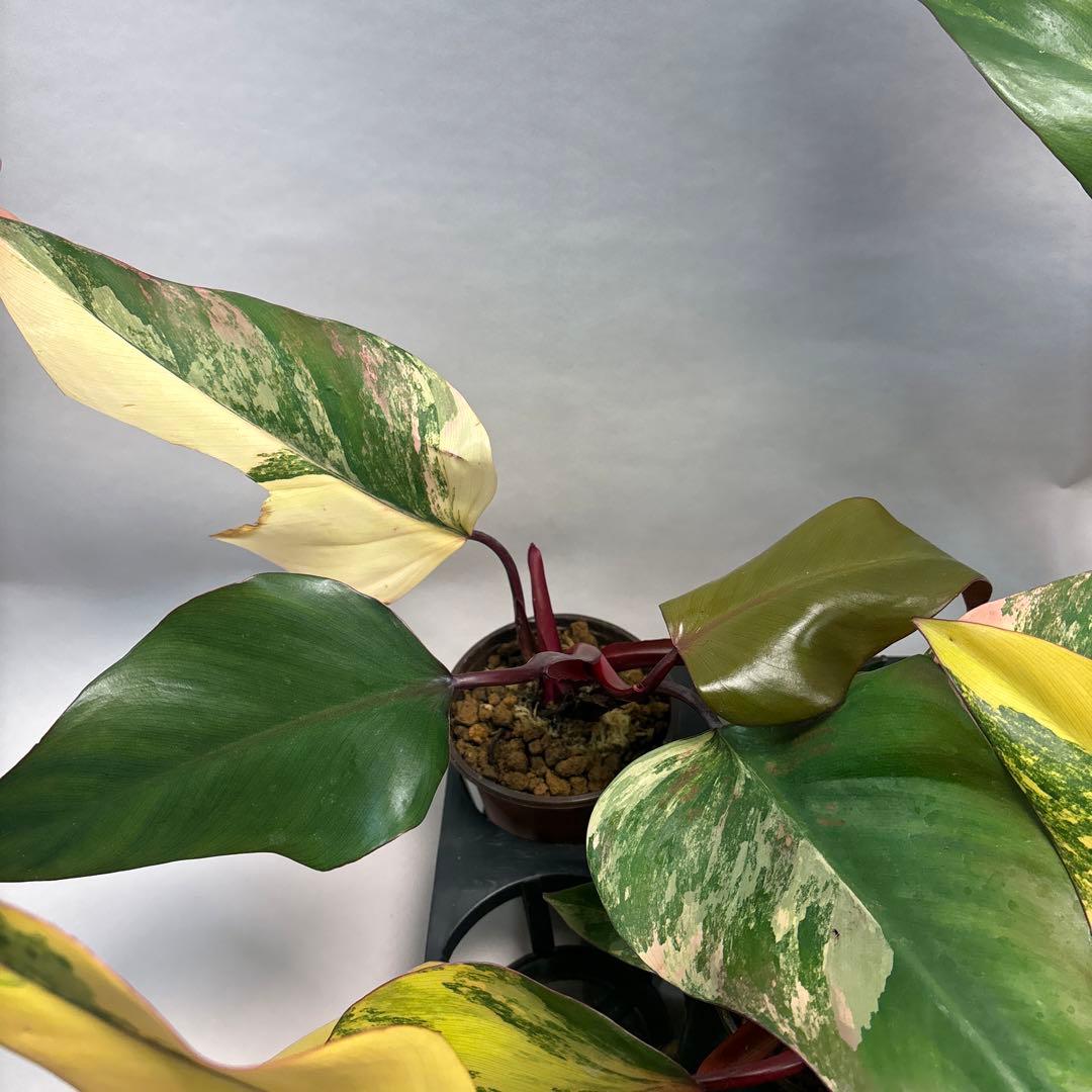 す*る様 ５株セットms83フィロデンドロン ストロベリー シェイク