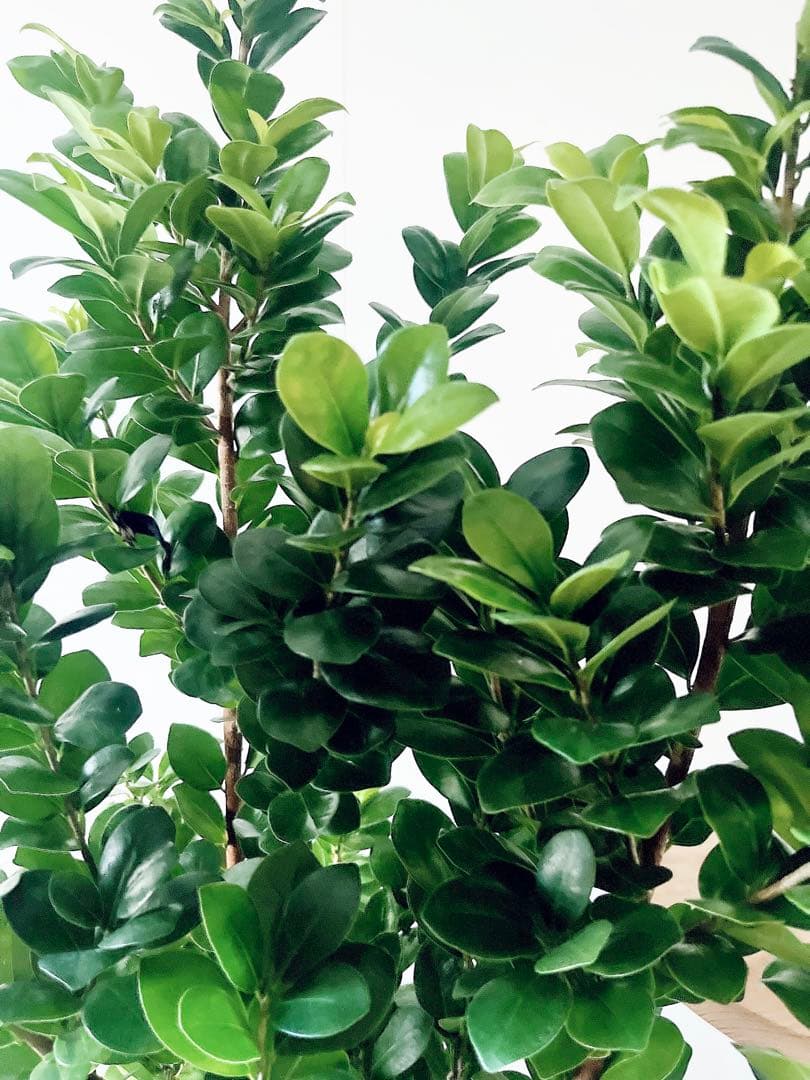 希少 ガジュマル ベビーリーフ 7号鉢 観葉植物 calm cafe