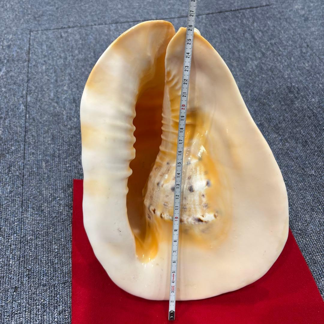 古代桃色法螺貝（ピンク貝）法螺貝　ほら貝　 ホラガイコンク貝笛