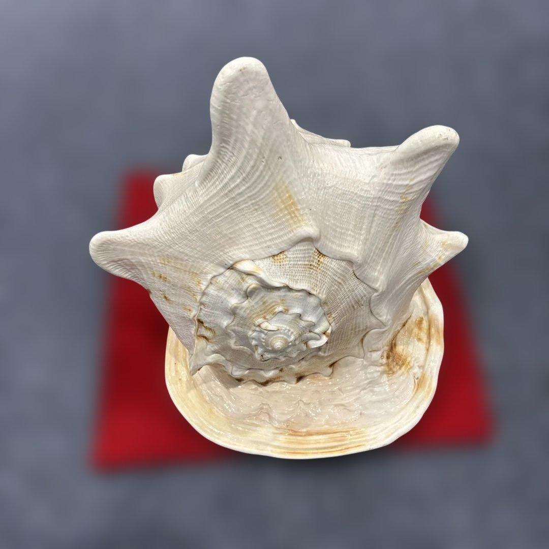 古代桃色法螺貝（ピンク貝）法螺貝　ほら貝　 ホラガイコンク貝笛