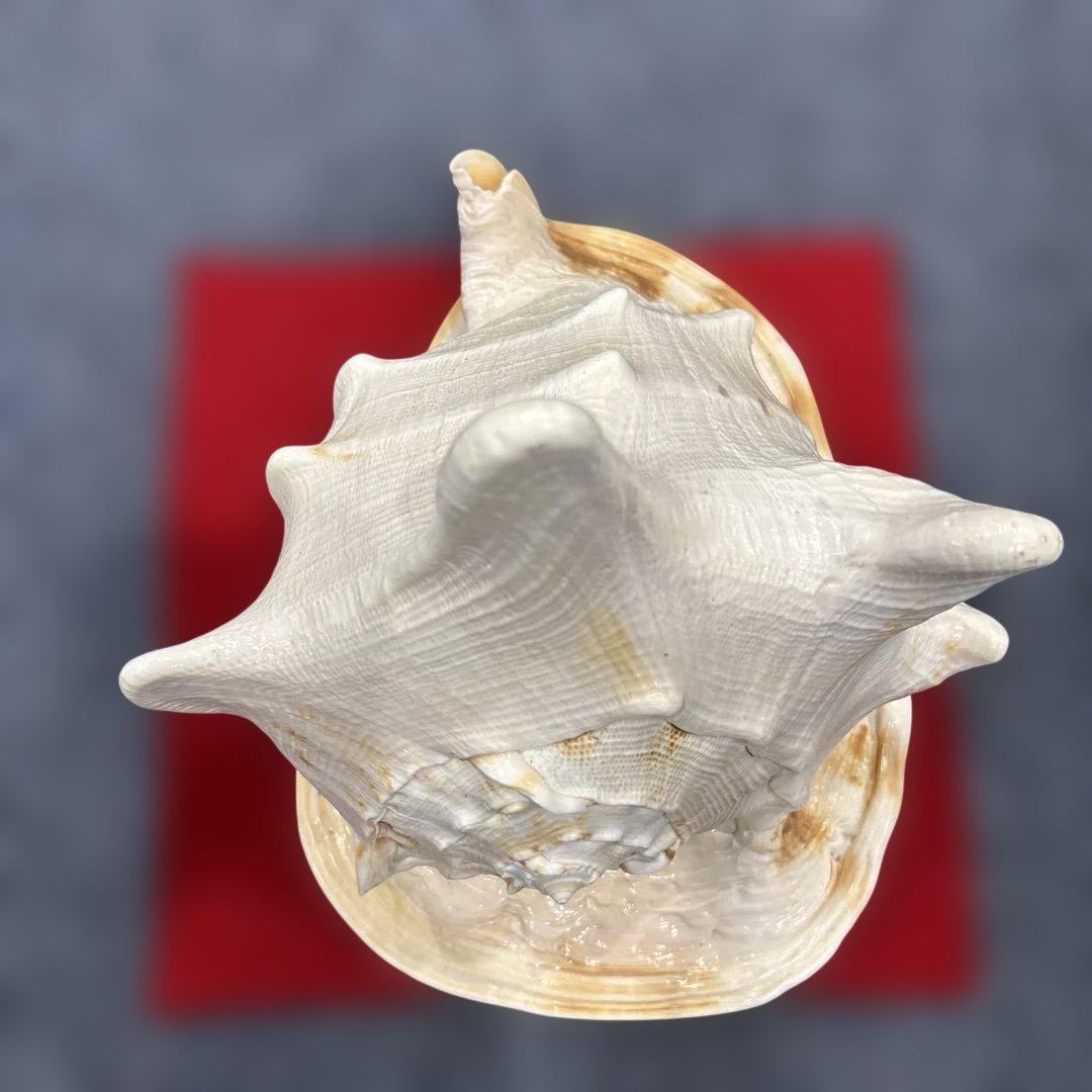 古代桃色法螺貝（ピンク貝）法螺貝　ほら貝　 ホラガイコンク貝笛