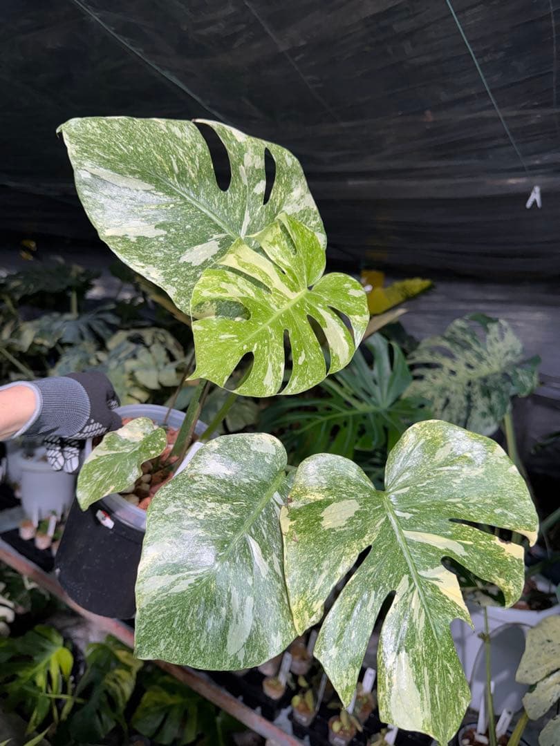 2モンステラ　レガシー　美斑入り　送料込み