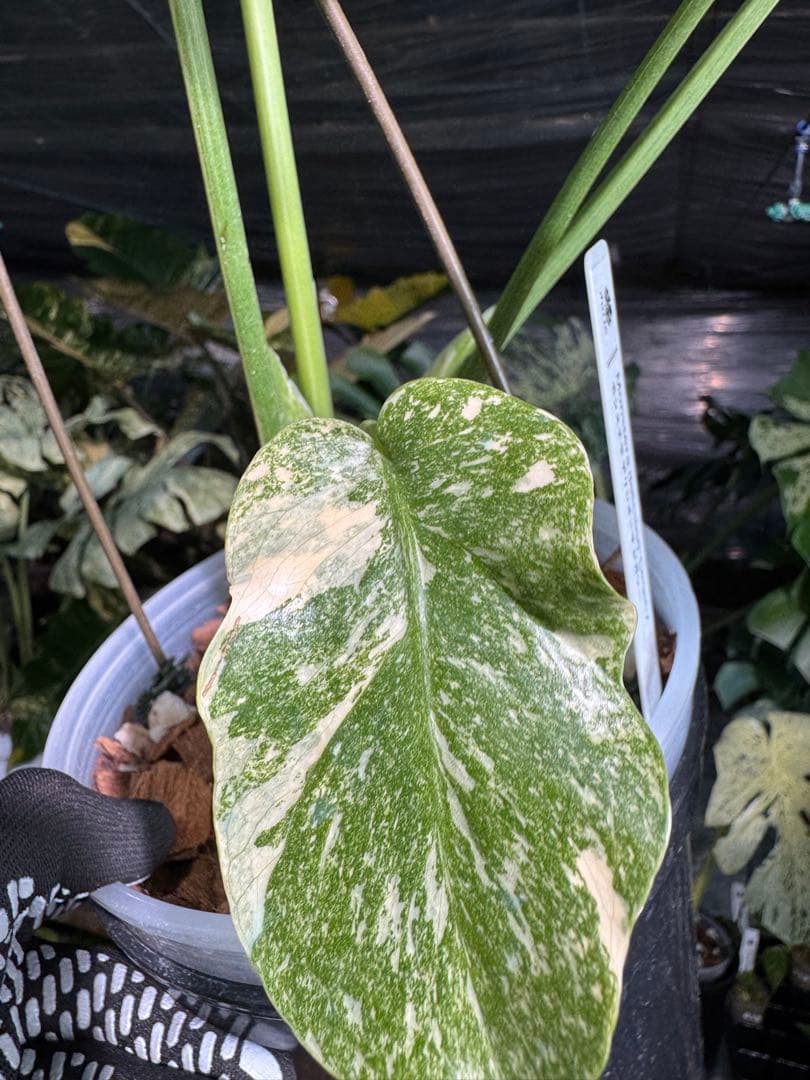 2モンステラ　レガシー　美斑入り　送料込み