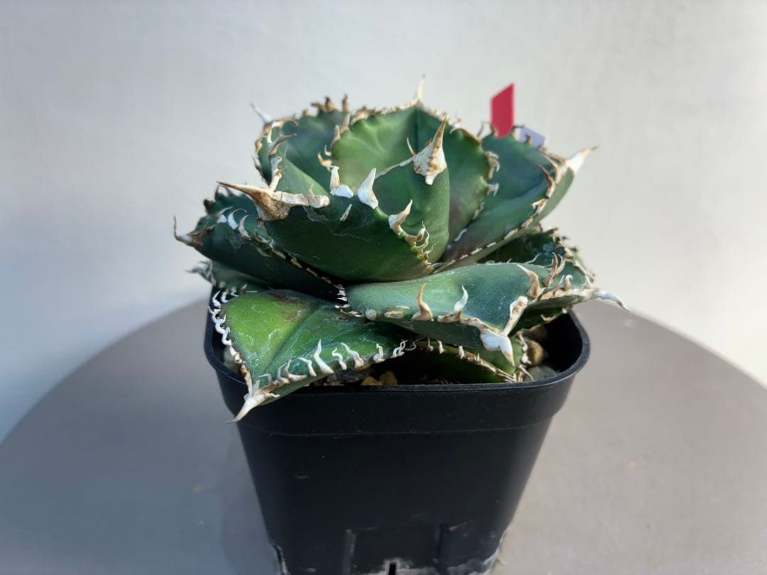 アガベ チタノタ 金剛 キングコング強棘 優良株