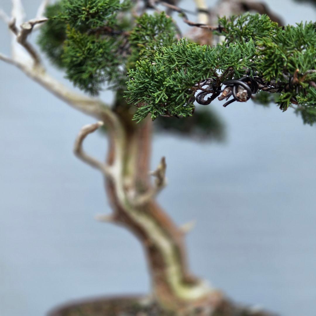 真柏　[模様木]　大品盆栽