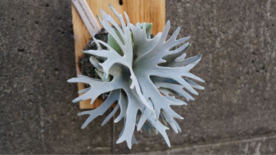 ビカクシダ P.willinckii 'Bacteria spore select '