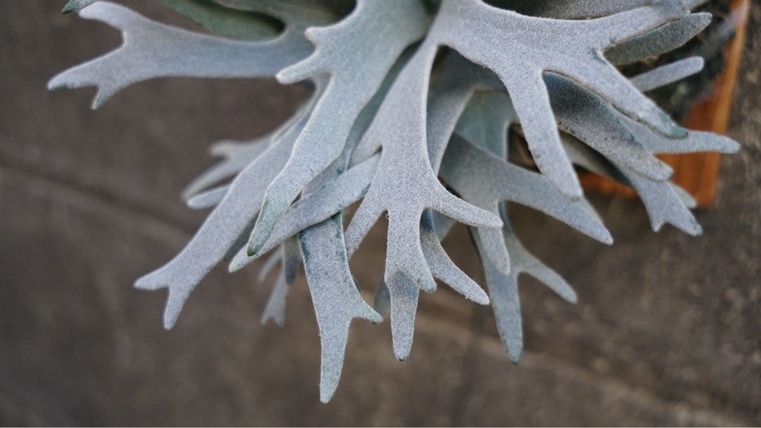 ビカクシダ P.willinckii 'Bacteria spore select '