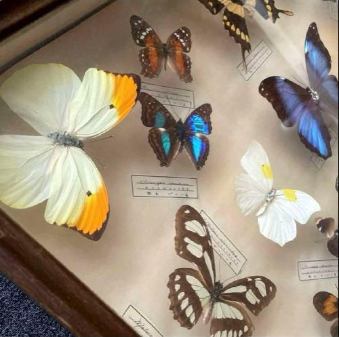 アンティーク蝶標本 モルフォ蝶　他　　ヴィンテージ昆虫標本　全22種類