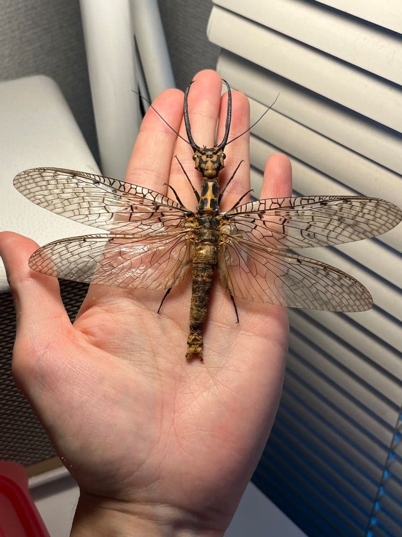 【蜻蛉希少種】キマダラオオキバヘビトンボ オオアゴヘビトンボ 昆虫標本