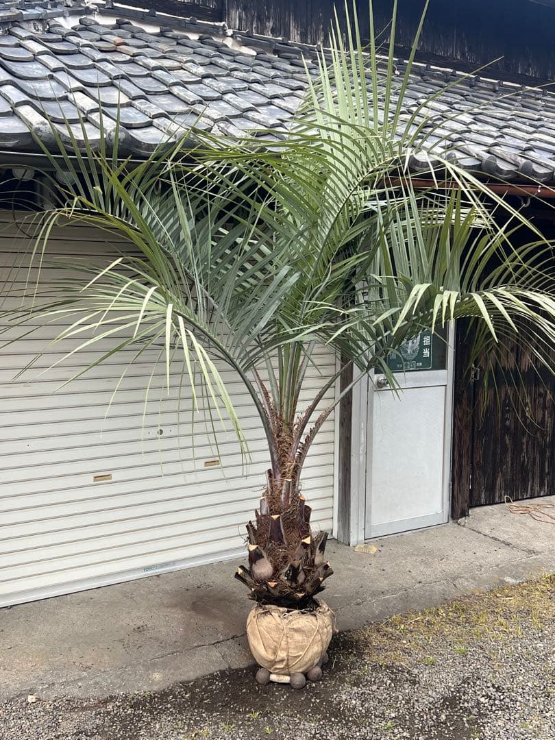 ココスヤシ　極太スーパーシルバーリーフ　カルフォルニアスタイル　送料込み価格