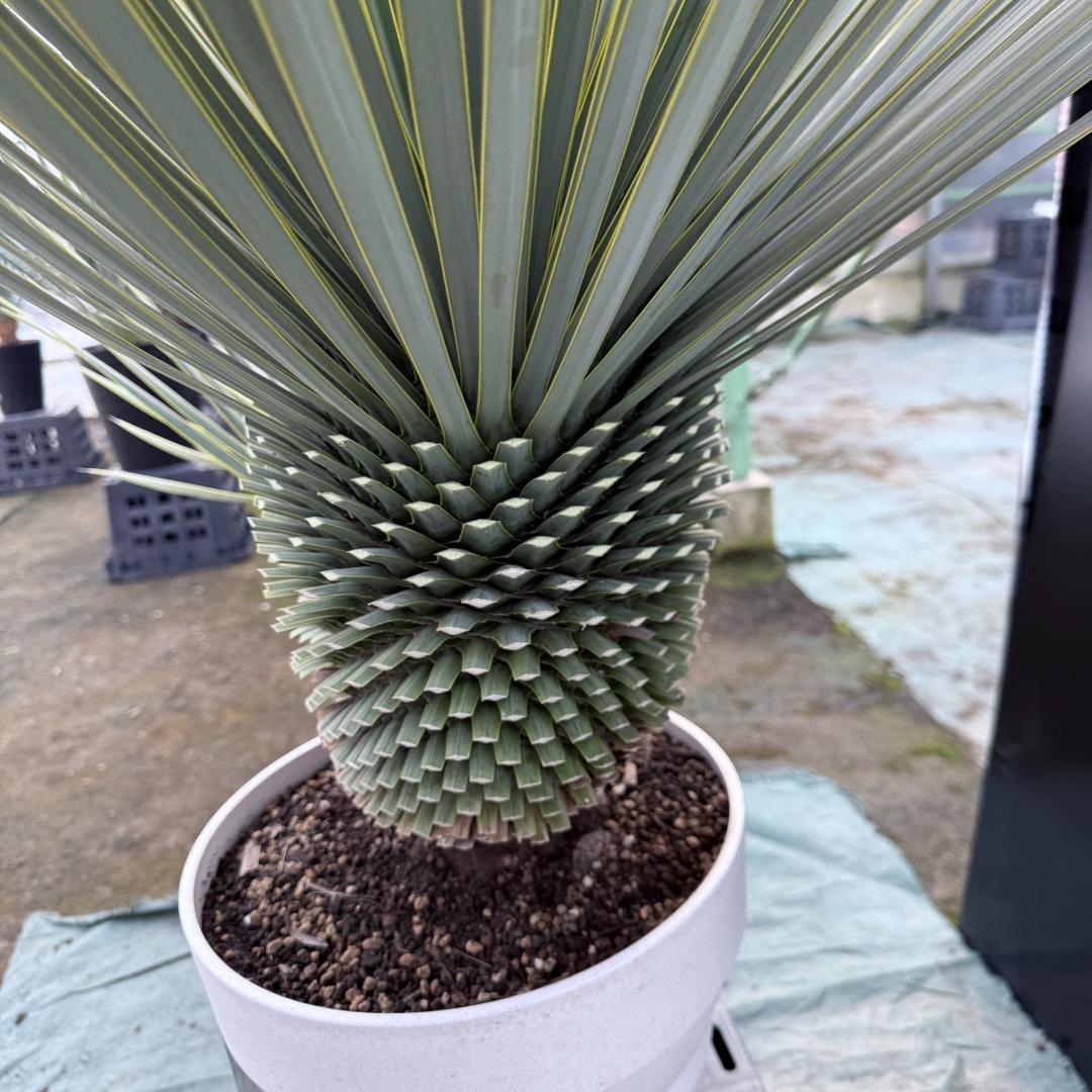 【AL-F1159】ユッカ　ロストラータ　超美形　ダブルヘッド