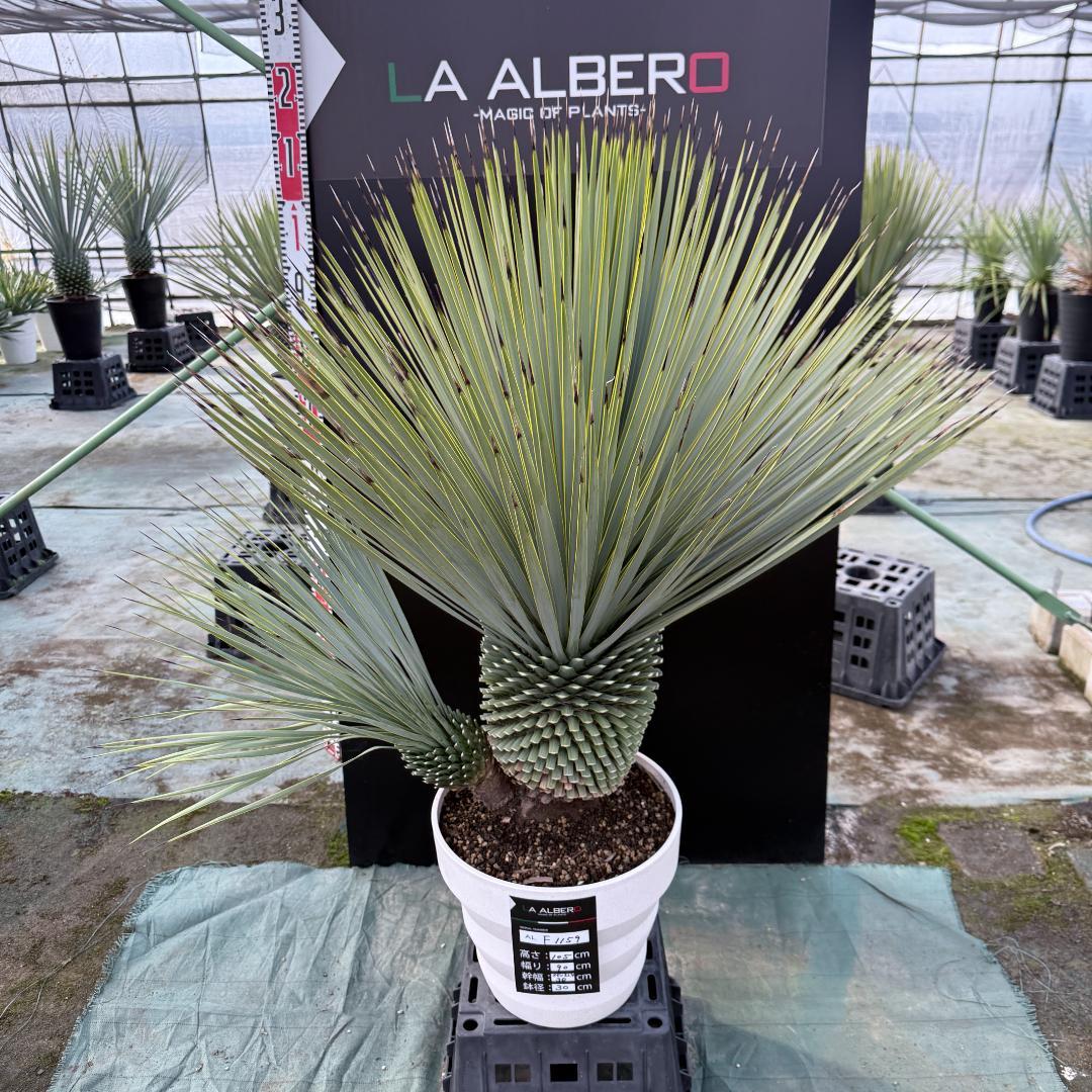 【AL-F1159】ユッカ　ロストラータ　超美形　ダブルヘッド