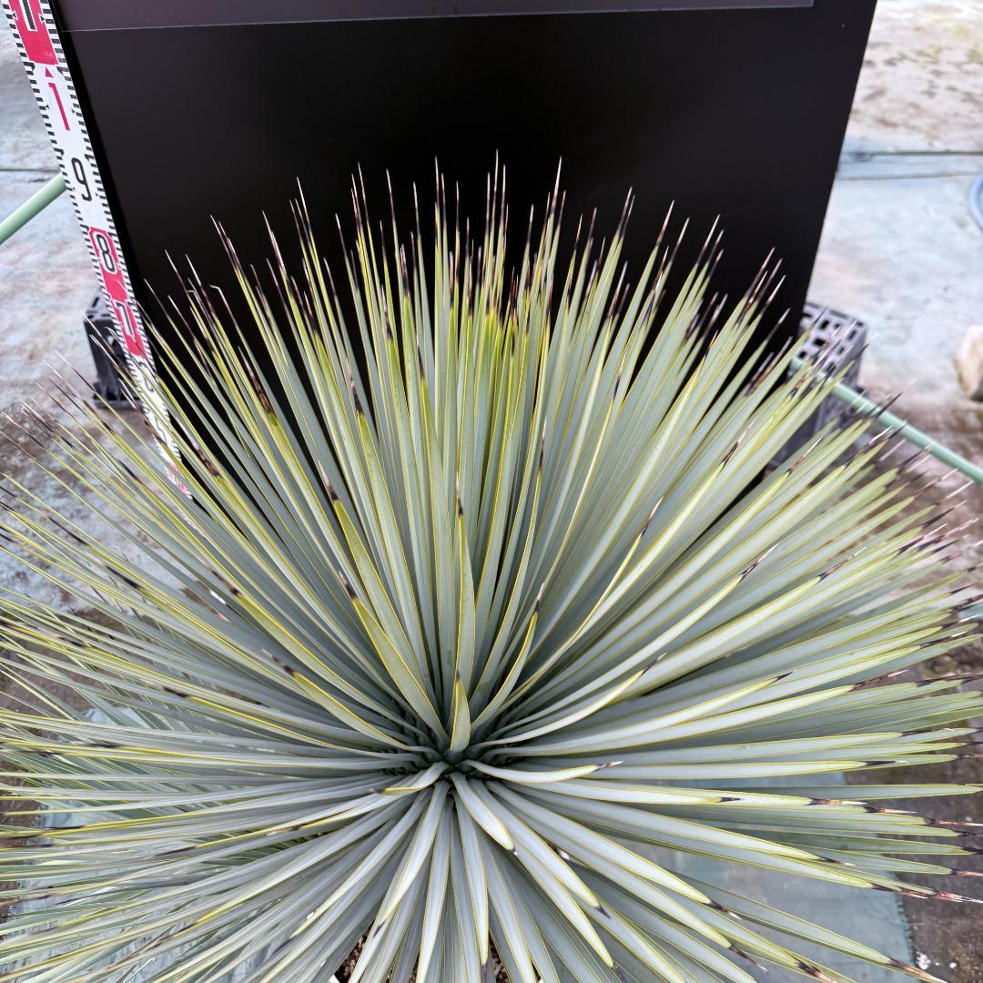 【AL-F1159】ユッカ　ロストラータ　超美形　ダブルヘッド