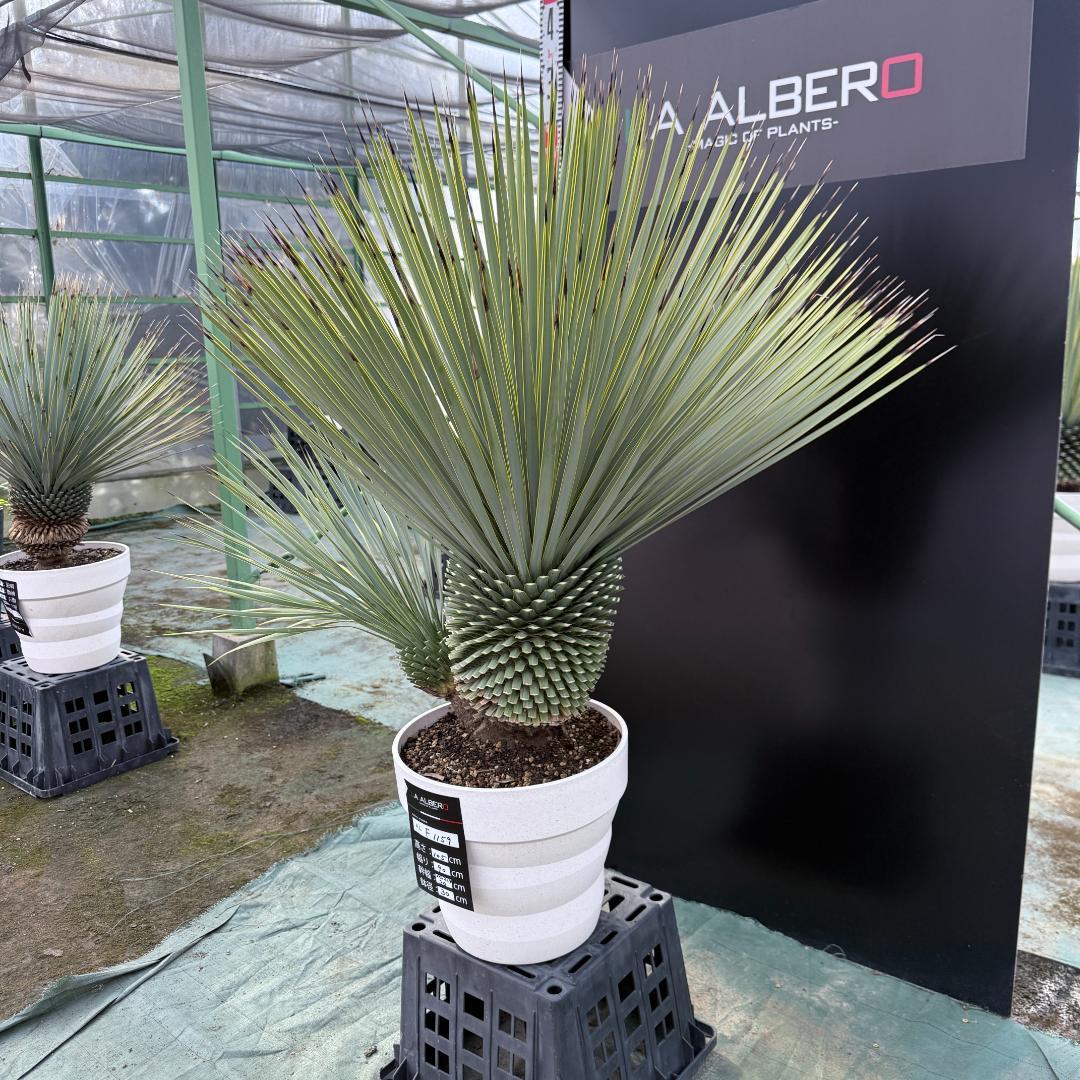 【AL-F1159】ユッカ　ロストラータ　超美形　ダブルヘッド