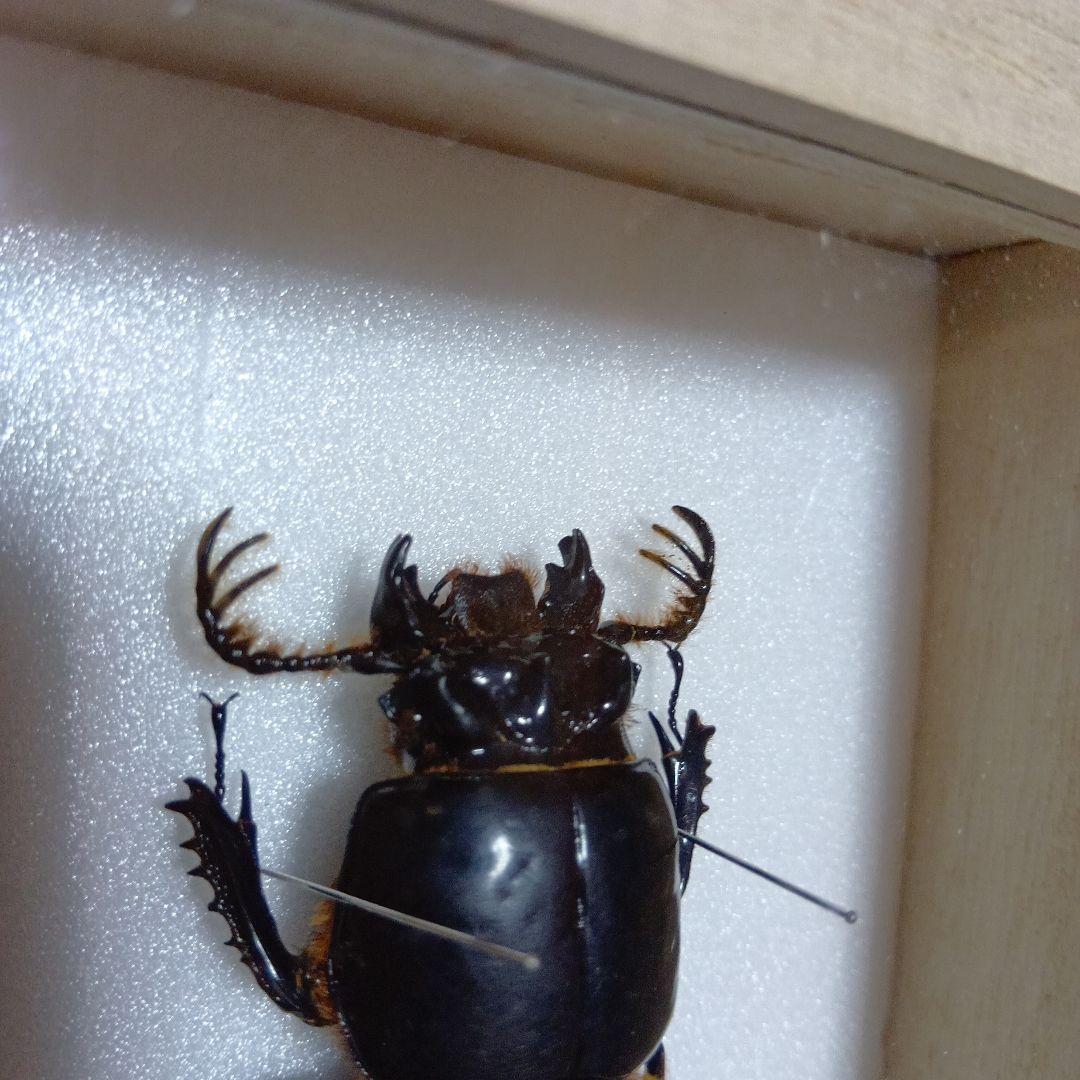 ゴーリーオバケクロツヤムシ76mm標本(ケース付き)