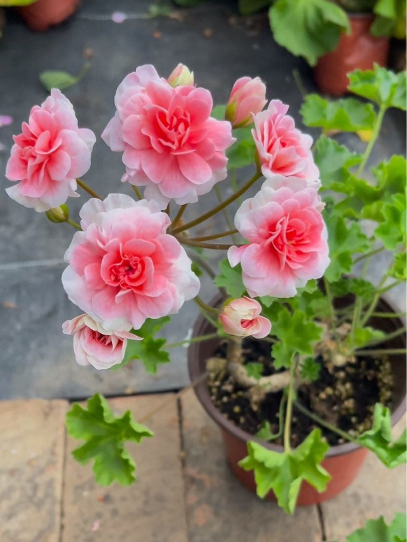 珍しいゼラニウム苗