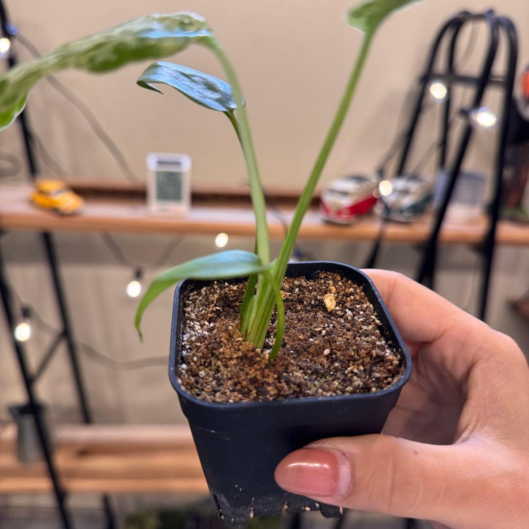 マ*ン様 45 モンステラ　デリシオーサ　バルバソー　斑入り　希少モンステラ　T