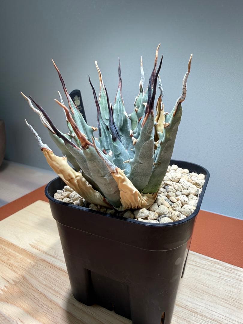 アガベ・ユタエンシス・エボリスピナ