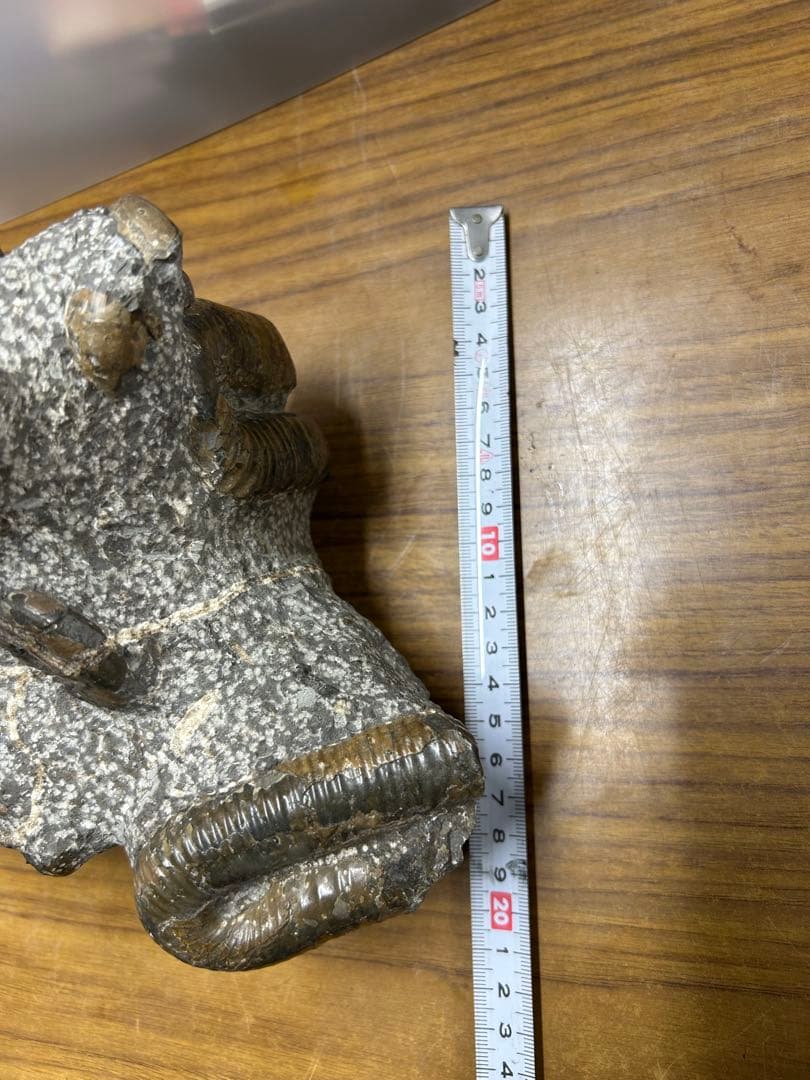 【希少】異常巻き　アンモナイト　化石　ヘテロマーファ　スカフィテス属　4730g