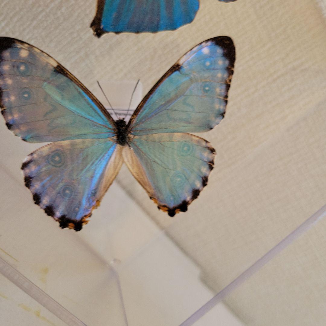 蝶の標本　輝くモルフォの世界(A特)