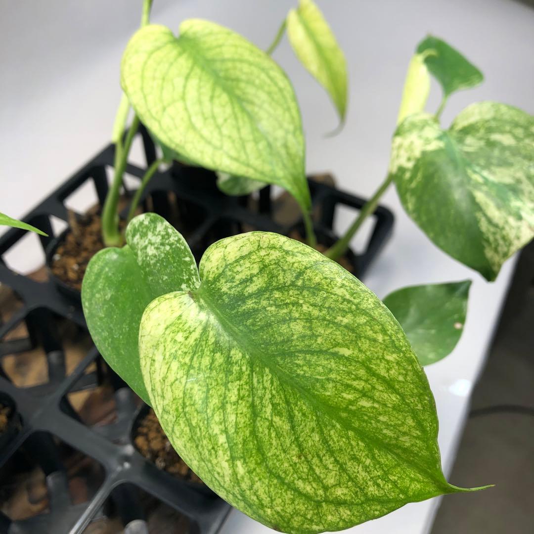 ち*え様 MS109 白怪兽 ホワイトモンスター 天津蘭 モンステラ斑入り　デリ