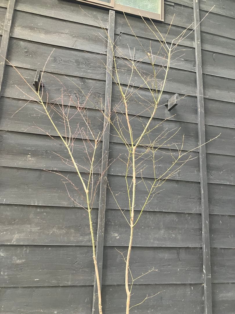 51 山採り　イロハモミジ