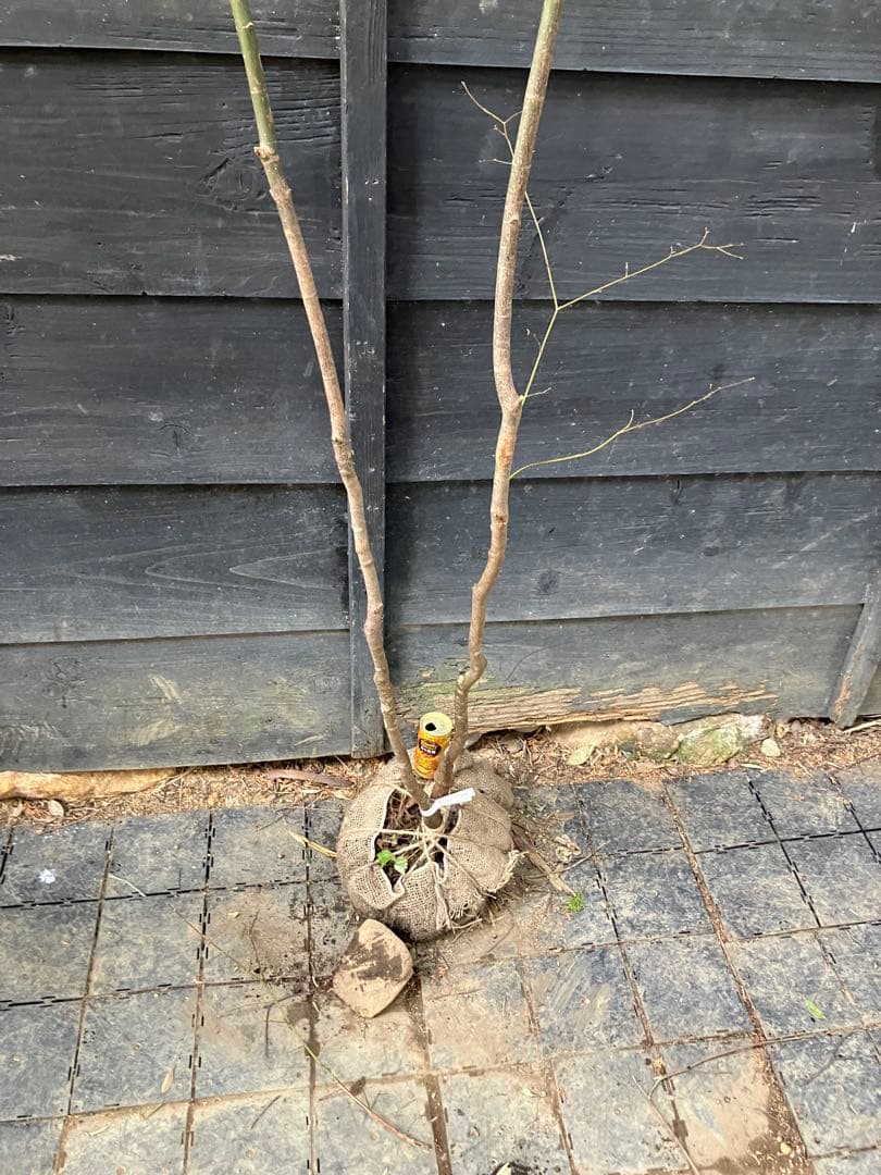 51 山採り　イロハモミジ