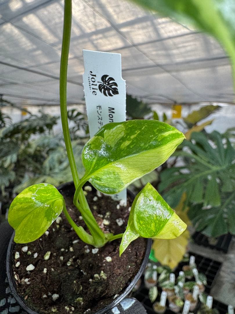 E5モンステラ　エレクトロライト　美斑入り株　送料込み