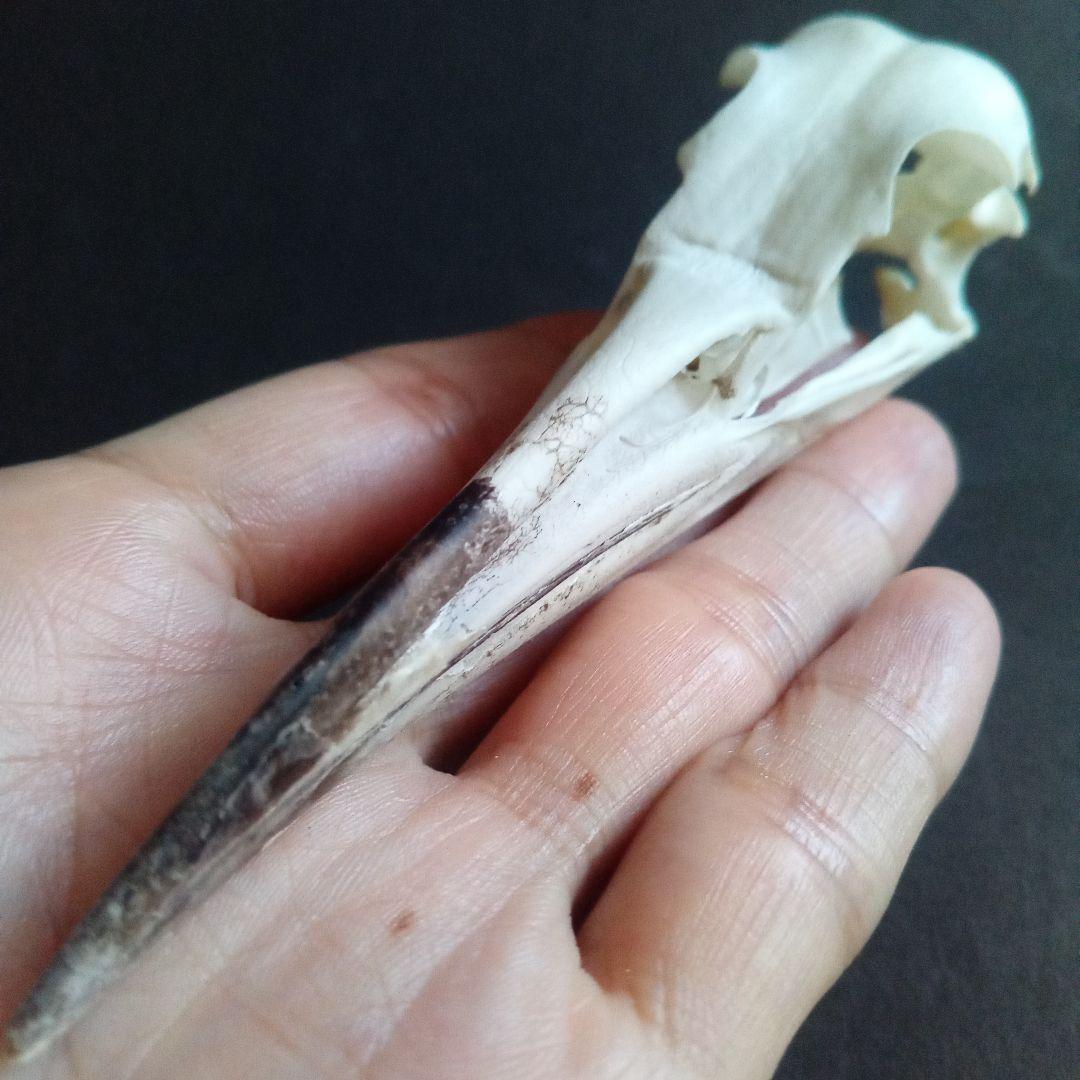 アオサギ　鷺　頭部　頭骨　スカル　極美麗標本