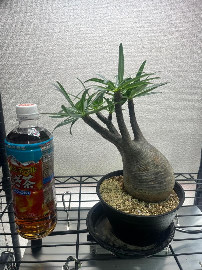 パキポディウム グラキリス 現地株 M