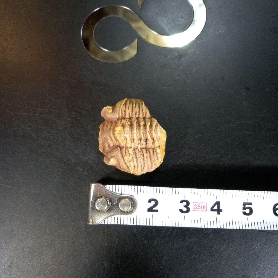 三葉虫　化石　fossil　ボリビア産　trilobite　南アメリカ化石郡⑤