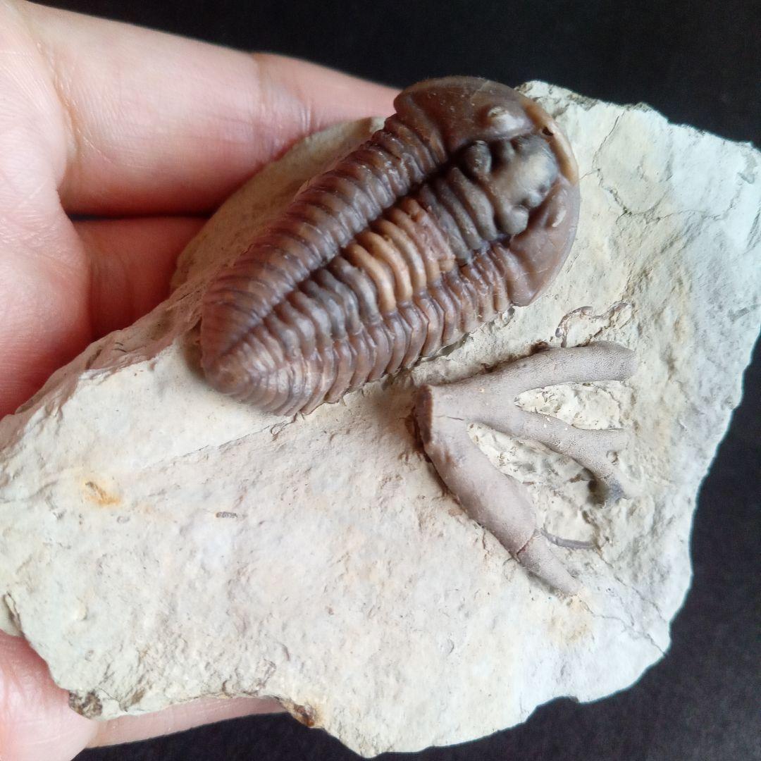 化石　骨格　標本　三葉虫　カリメネ　極美麗　ナチュラル