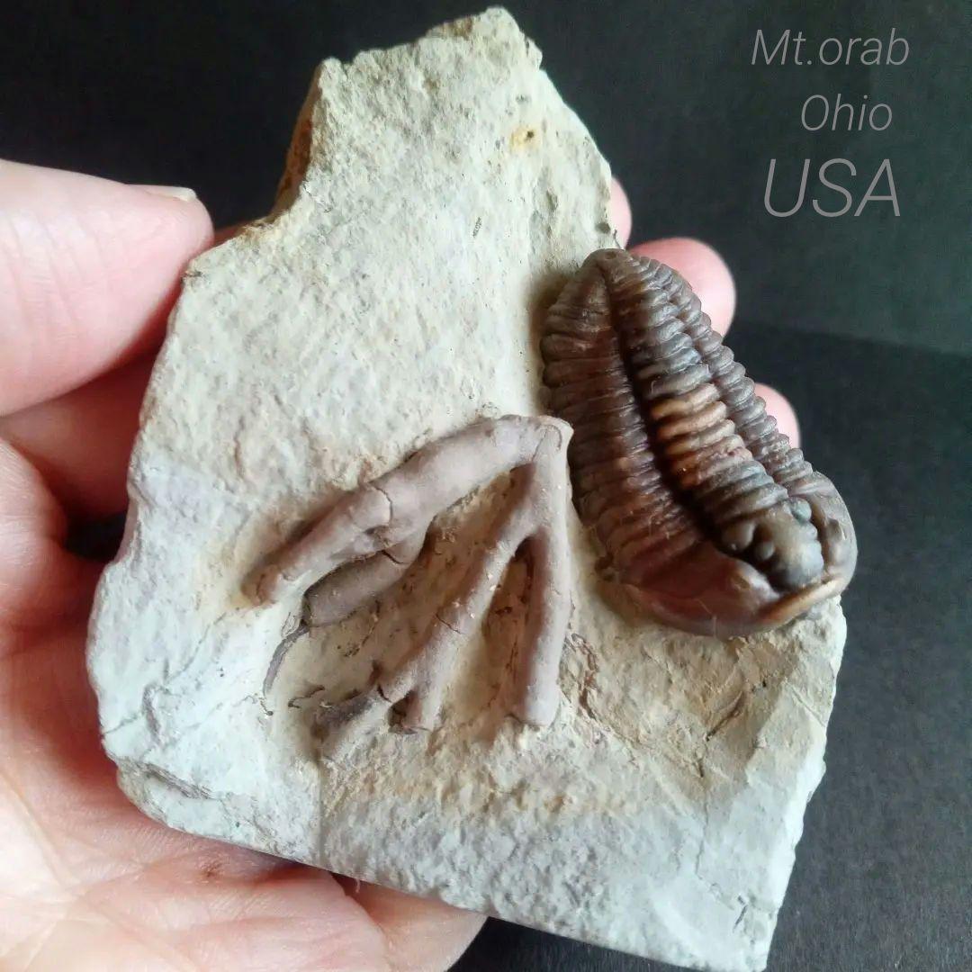 化石　骨格　標本　三葉虫　カリメネ　極美麗　ナチュラル