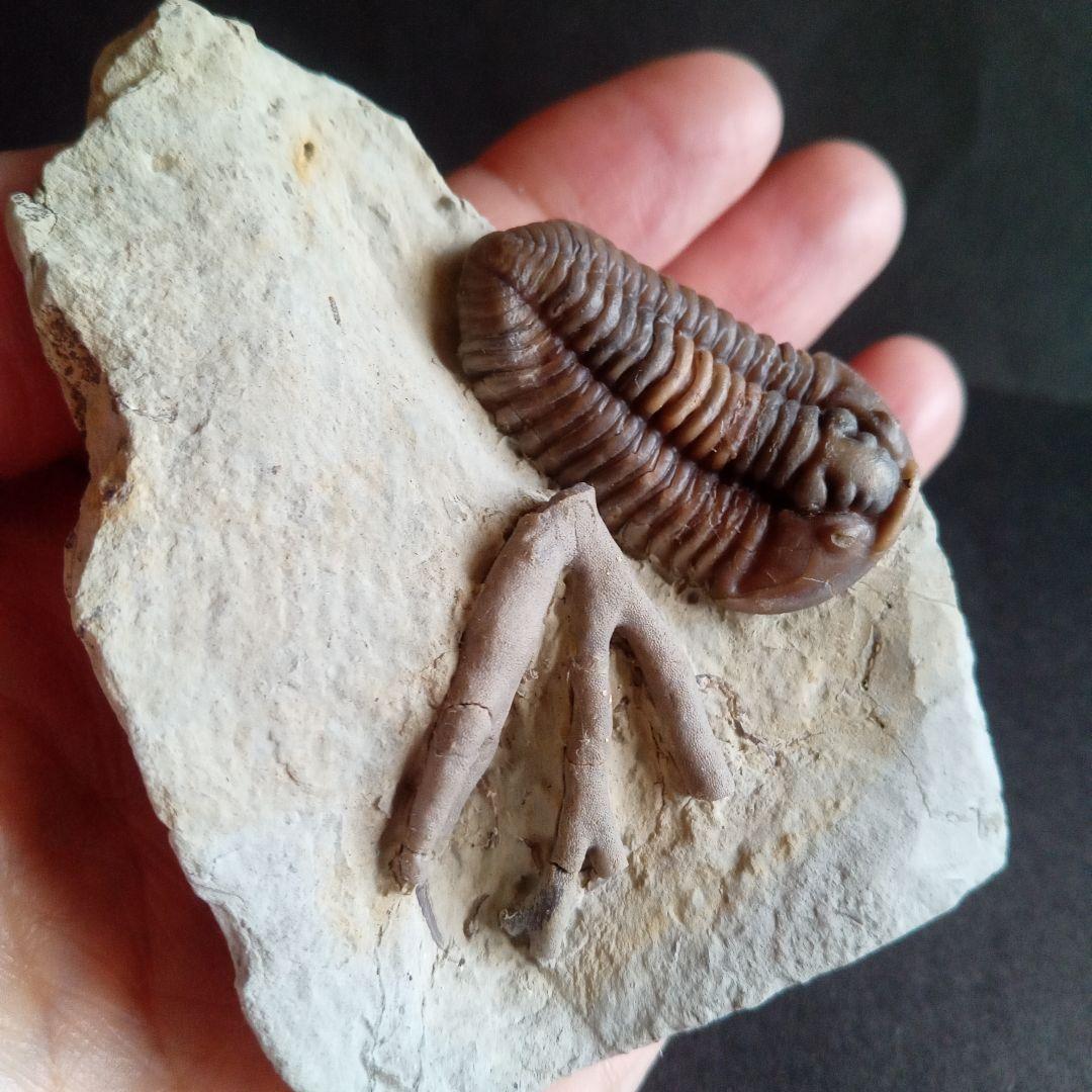 化石　骨格　標本　三葉虫　カリメネ　極美麗　ナチュラル