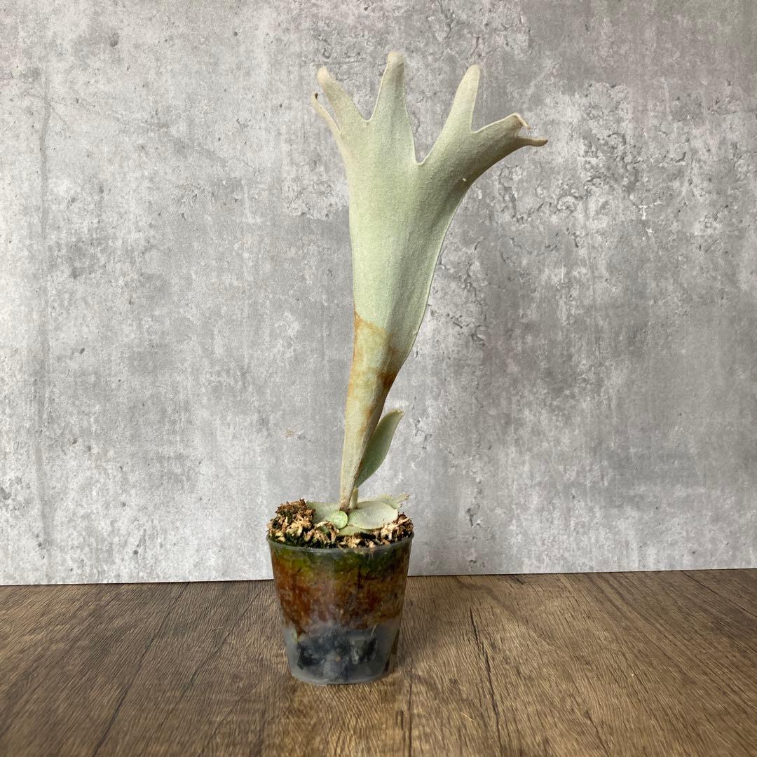 ビカクシダ ペドロ　P.willinckii cv.Pedro OC株