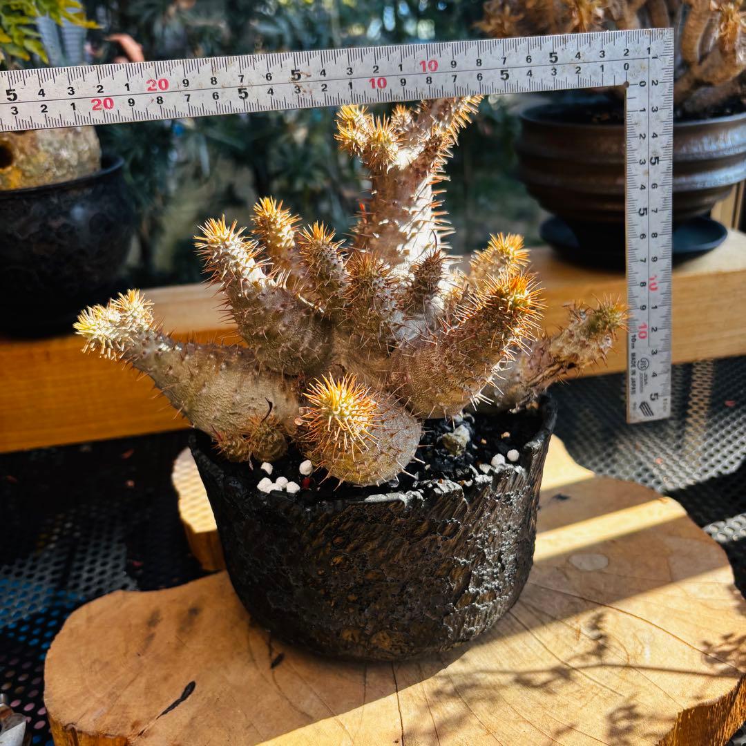 短期間限定超特価！ コレクション株 超多頭 パキポディウム グラキリス 中川智治