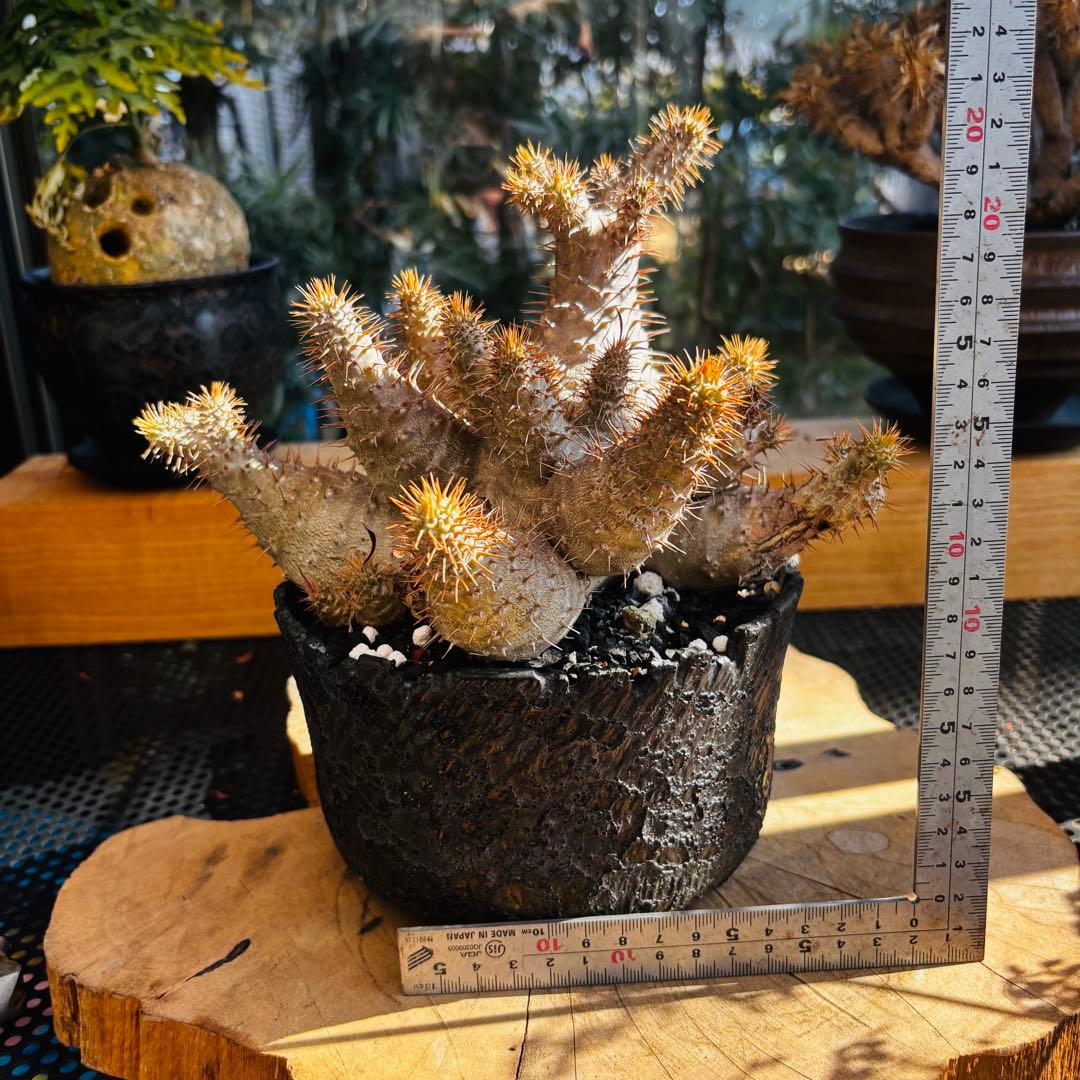 短期間限定超特価！ コレクション株 超多頭 パキポディウム グラキリス 中川智治