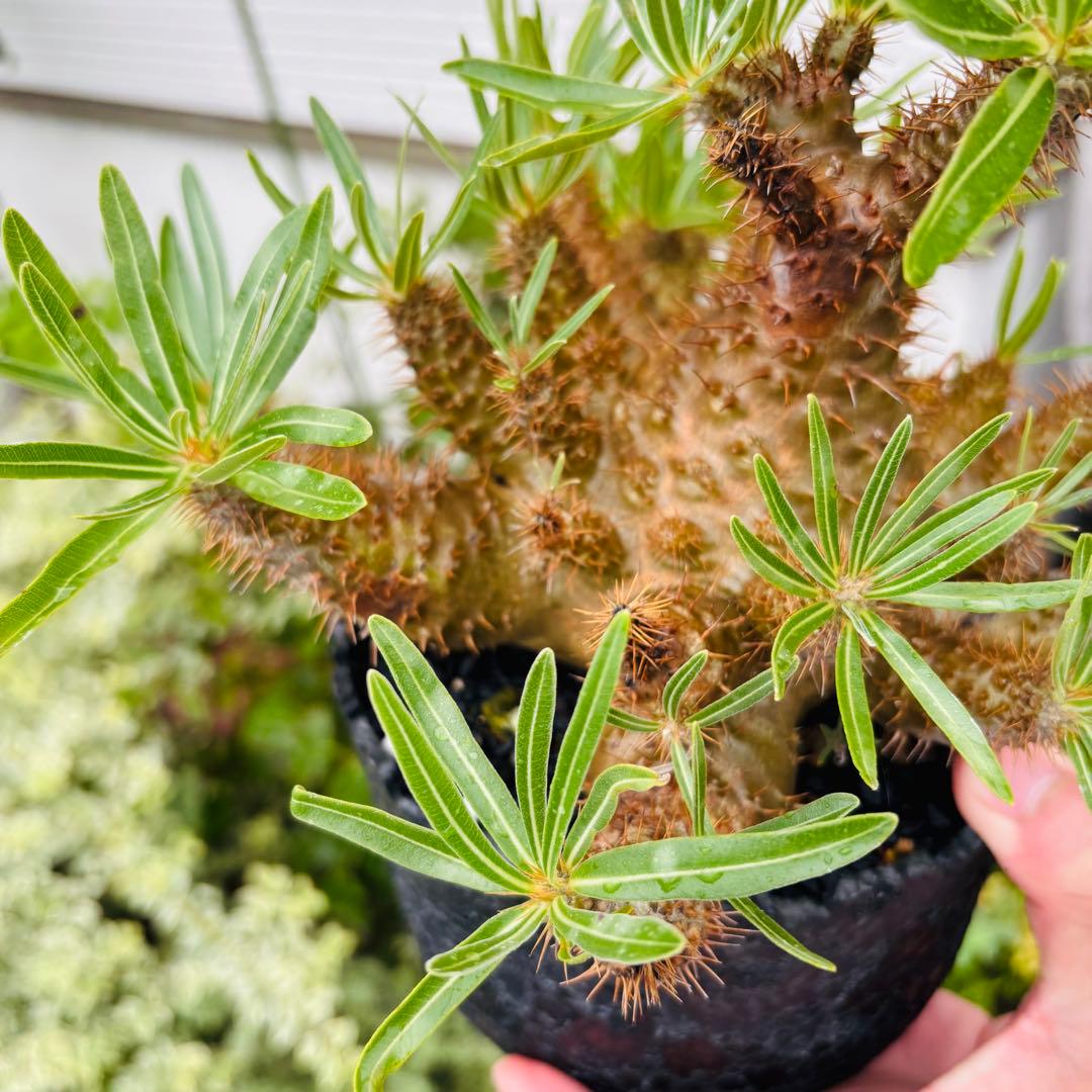 短期間限定超特価！ コレクション株 超多頭 パキポディウム グラキリス 中川智治