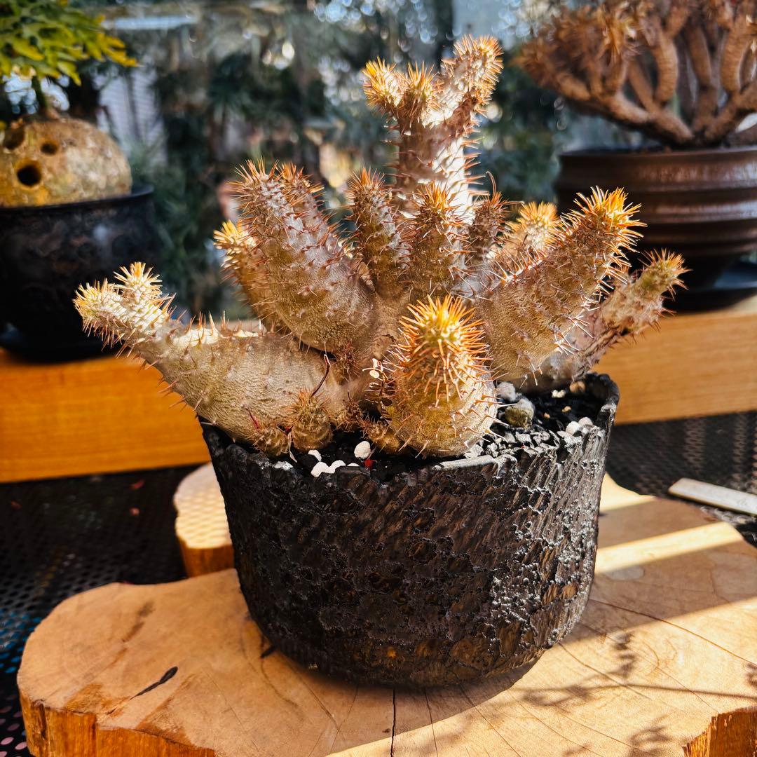 短期間限定超特価！ コレクション株 超多頭 パキポディウム グラキリス 中川智治