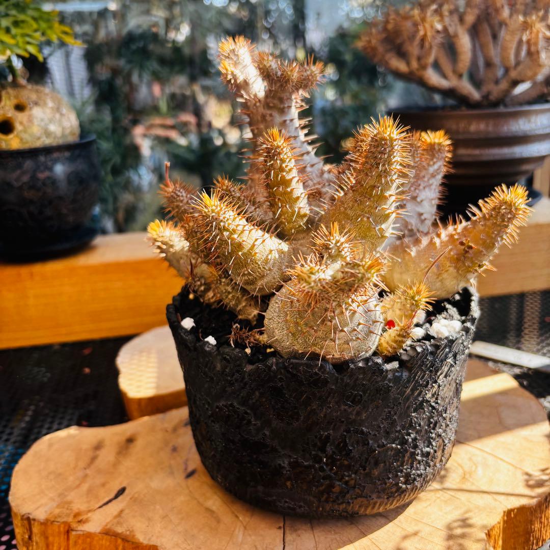 短期間限定超特価！ コレクション株 超多頭 パキポディウム グラキリス 中川智治