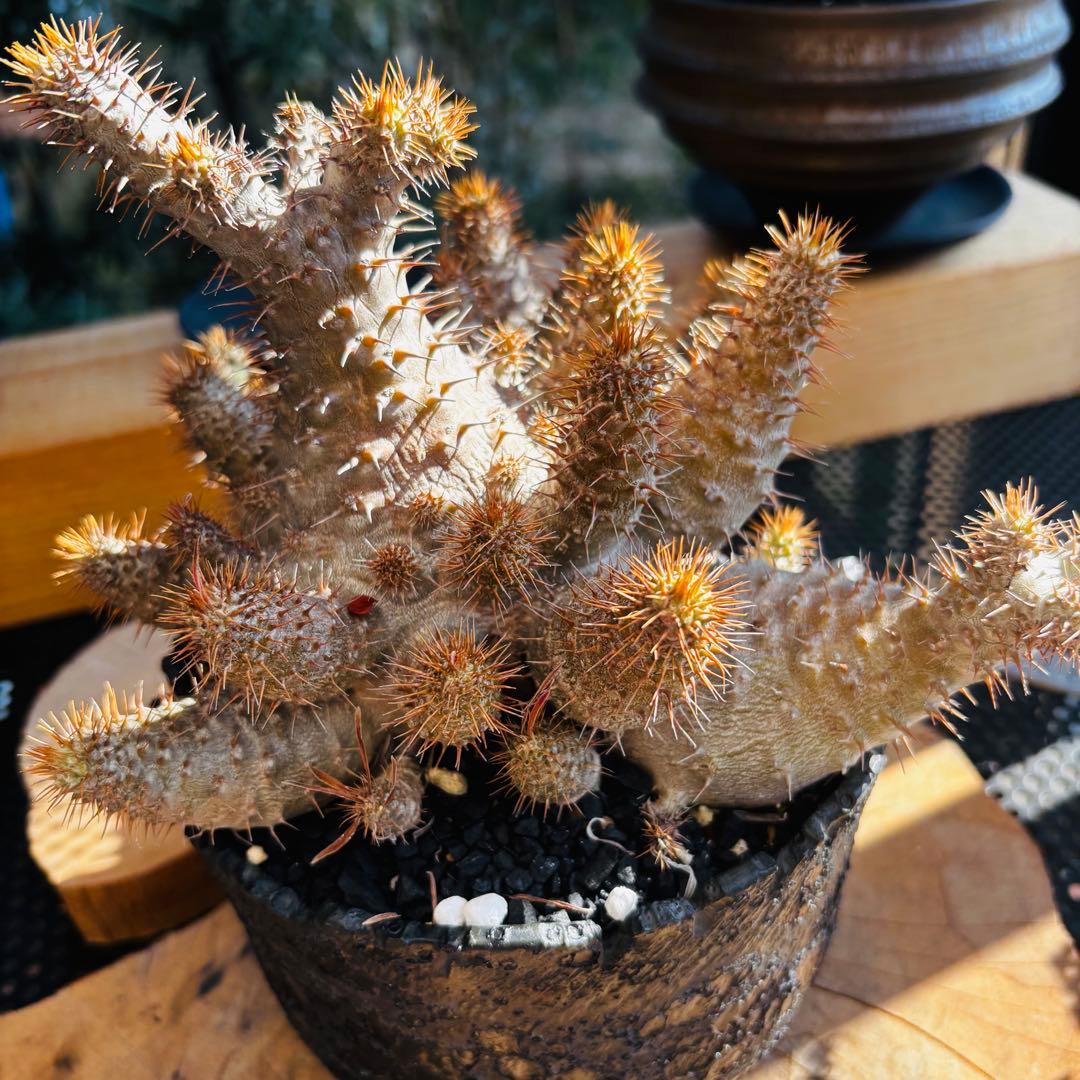 短期間限定超特価！ コレクション株 超多頭 パキポディウム グラキリス 中川智治