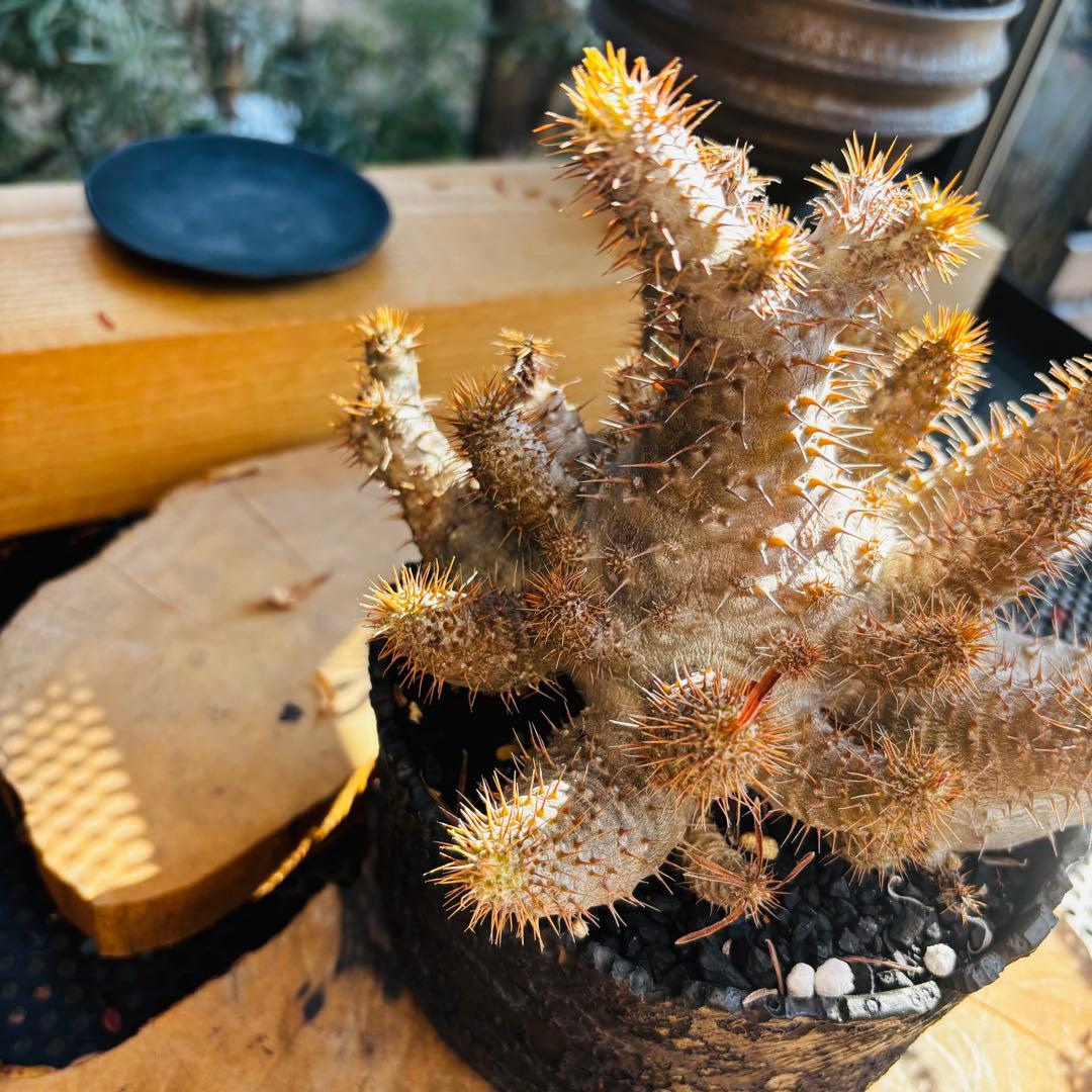 短期間限定超特価！ コレクション株 超多頭 パキポディウム グラキリス 中川智治