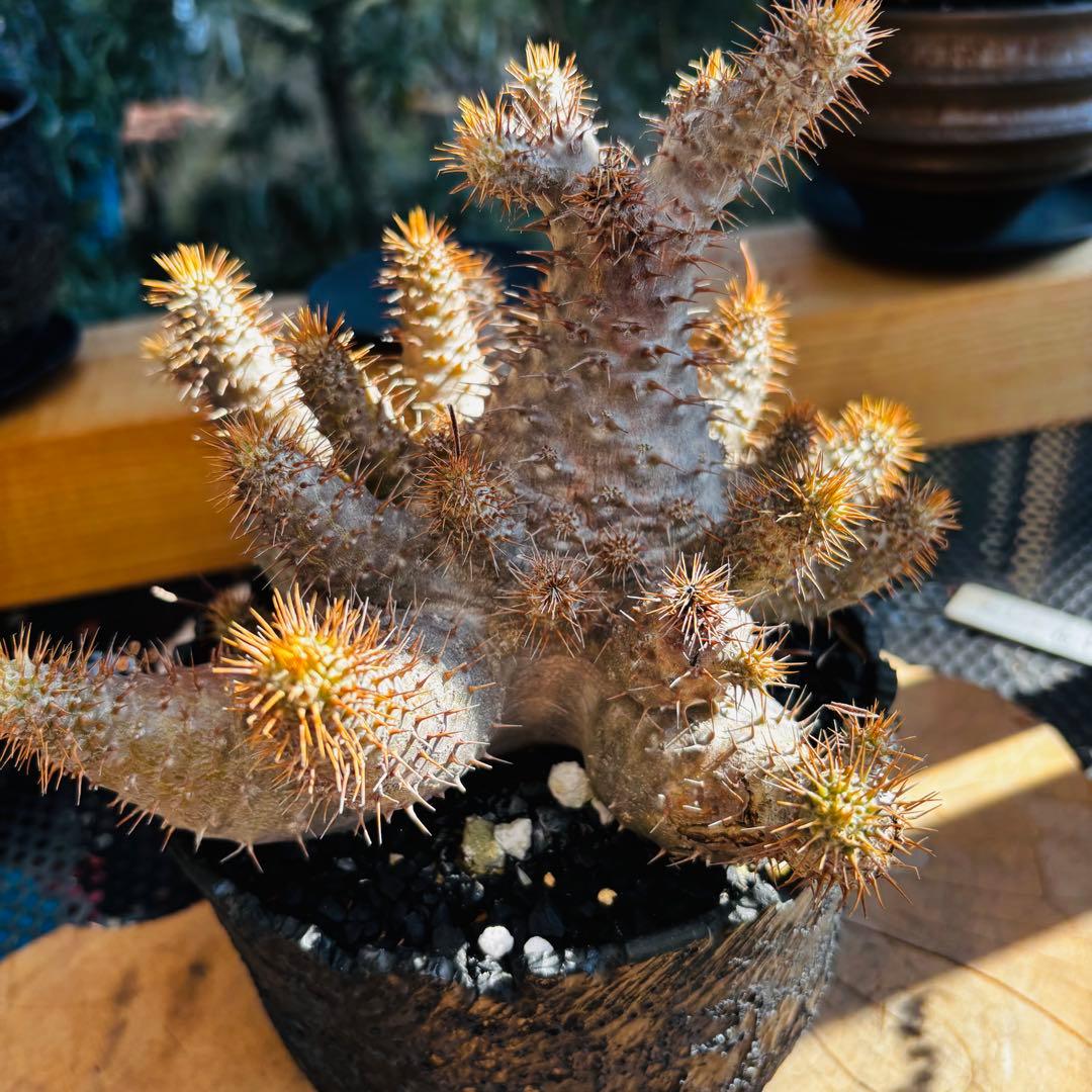 短期間限定超特価！ コレクション株 超多頭 パキポディウム グラキリス 中川智治