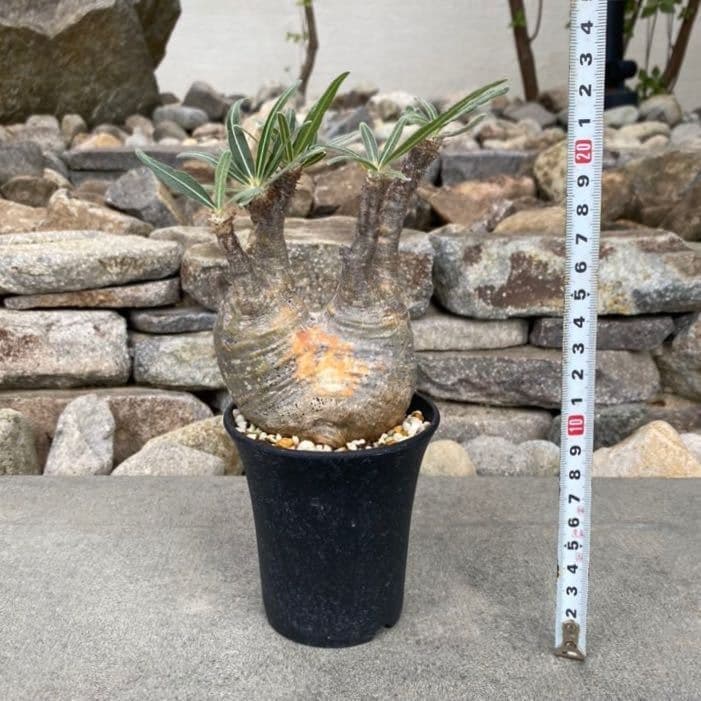 パキポディウム グラキリス ⑥ 発根済