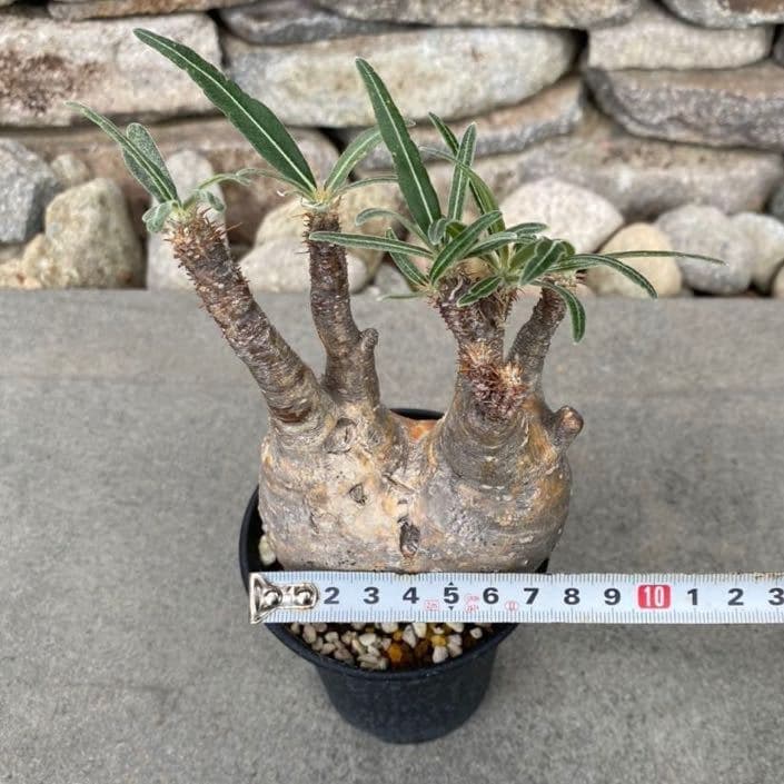 パキポディウム グラキリス ⑥ 発根済