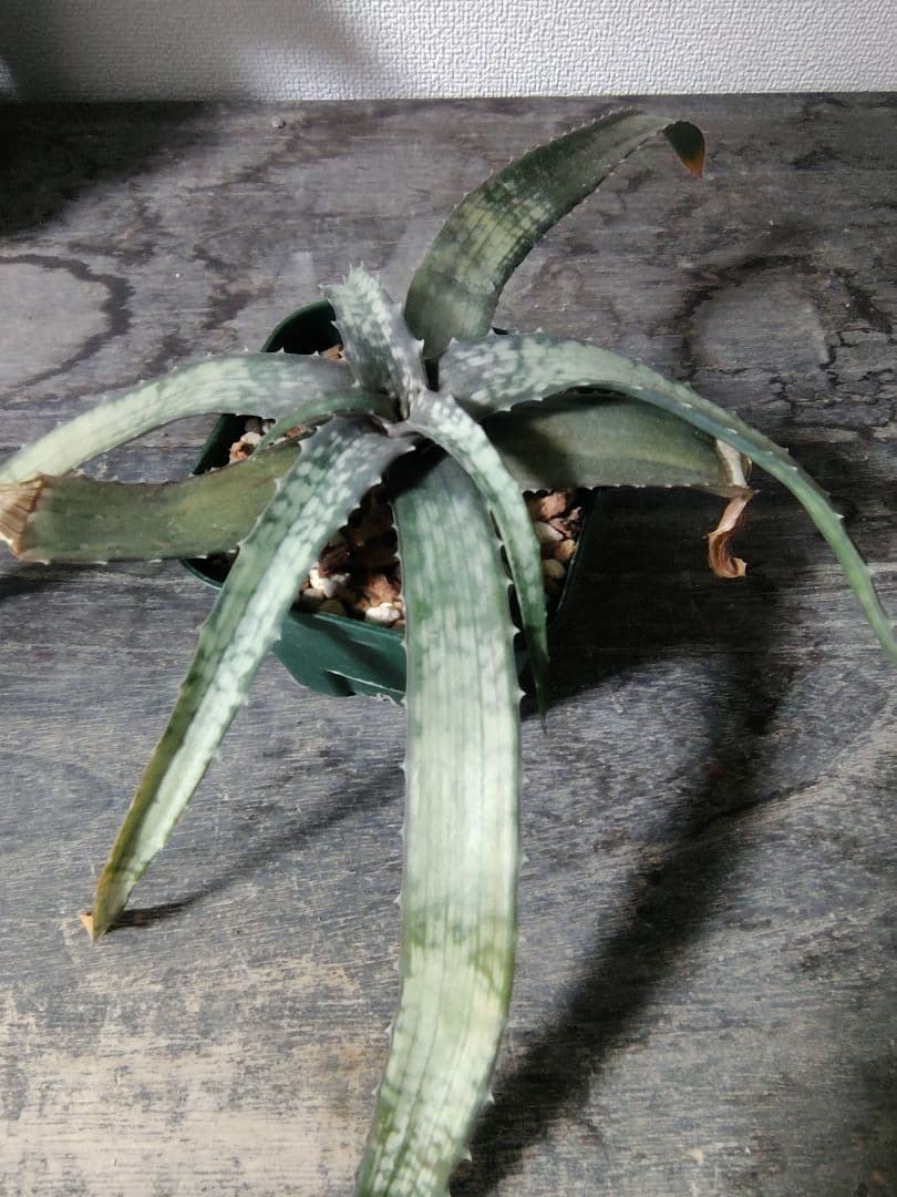 レア種 アロエ アンカラネンシス（実生苗）