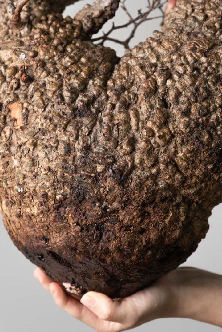 kk114 オペルクリカリア パキプス ベアルート株