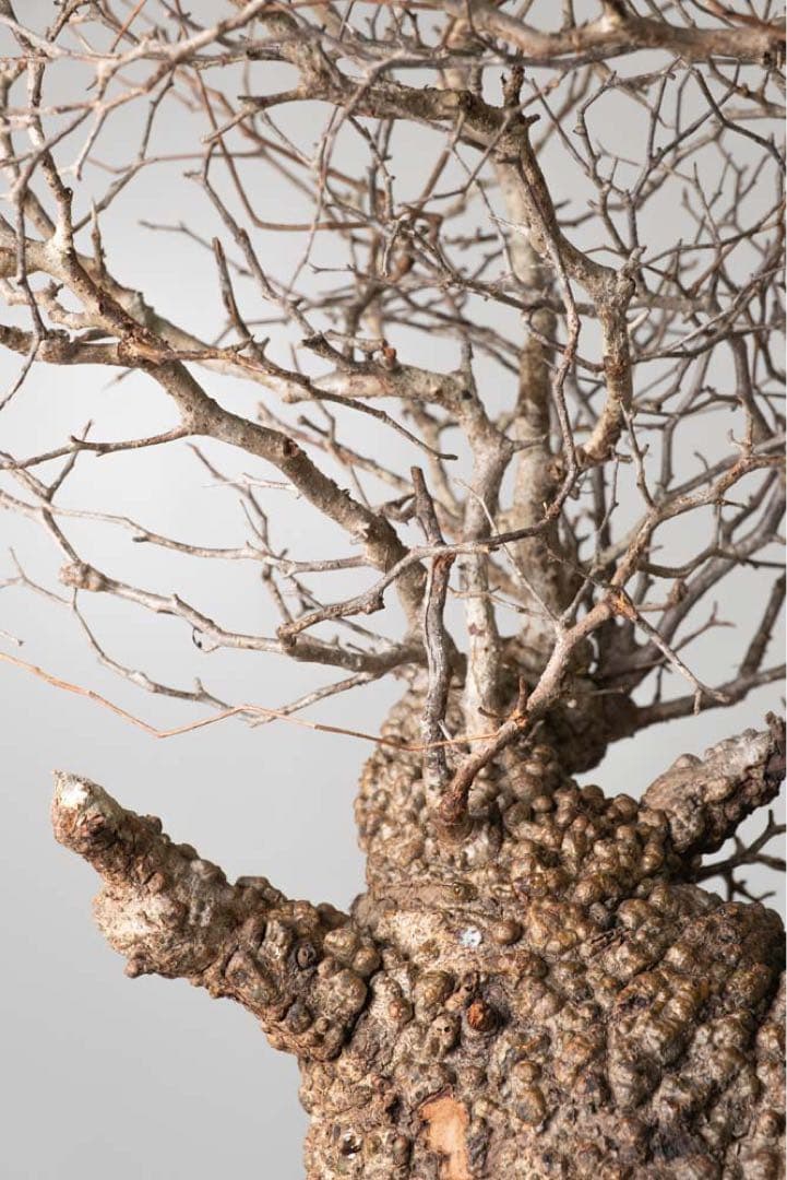 kk114 オペルクリカリア パキプス ベアルート株