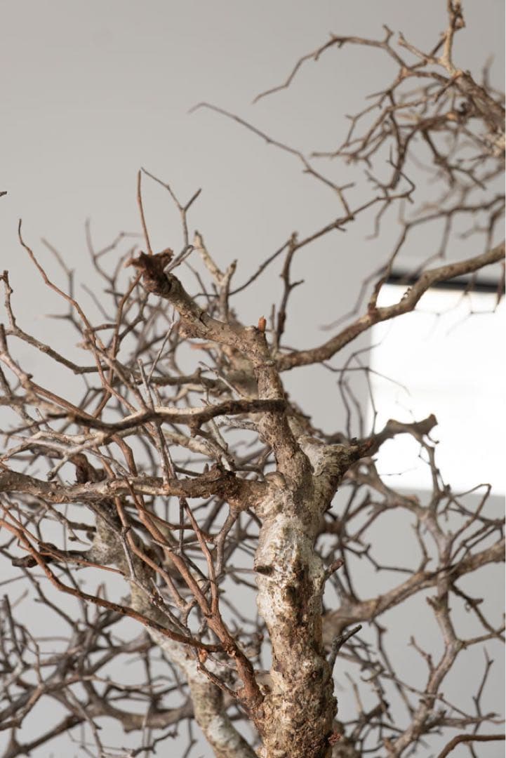 kk114 オペルクリカリア パキプス ベアルート株